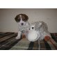 Just you and me, Jack-Russell-Terrier Welpen - Rüde