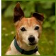 Justaff, Jack-Russell-Mix - Rüde
