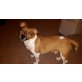 Justice, Jack-Russell-Terrier - Rüde