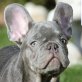 Justice aktiver und neugieriger Hund, Französischer Bulldoggen - Mischling Welpen - Rüde
