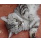 Justin, Britisch Kurzhaarkatze - Kater