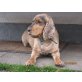 Justin, Englischer Cockerspaniel - Rüde