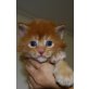 Justin, Maine Coon - Kater