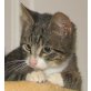Justus, Europäische Kurzhaarkatze - Kater