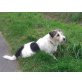 Justus, Parson-Russell-Terrier - Rüde