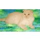 Justus, Scottich Fold Katerchen - Kater