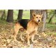 Justy (SLO) sucht nach Liebe!! - Rüde