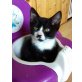Jutta, Mischlingskatze JUTTA  - Katze
