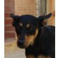 Jutta, Pinscher Mix - Hündin