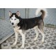 K I K O , Sibirischer Husky  - Rüde