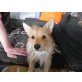 K.J, Liebe volles zu Hause gesucht  - Rüde