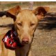 KADY - Ubeda, Podenco-Mischling, kastriert - Hündin