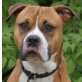 KAI, Pflegestelle Steiermark, wunderschöner, lieber Boxer/Staffordshiremix - Rüde