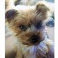 KAIDY, Pflegestelle Oberösterreich, kleine Yorkimix - Hündin