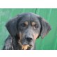 KAISY, ausgesetzte,aufgeweckte Mischlings - Hündin