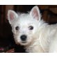 KALEA, West Highland Terrier, Pflegestelle Wien Welpen - Hündin