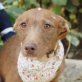 KALESHI, Podenco Andaluz, kastriert - Hündin