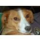 KARA 3, Pflegestelle Oberösterreich, tolle kleine Maus - SPANIEL-DACKEL-Mix - Hündin