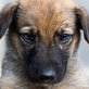 KARA ... GANZ NIEDLICHES HUNDEKIND! Welpen - Hündin