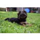 KARAMIA, Yorkshire Terrier - Hündin