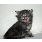 KARANTANIAS Dark Shadow, Maine Coon - Kater