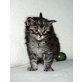 KARANTANIAS Darwin, Maine Coon - Kater