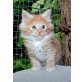 KARANTANIAS Jaro und Jabani, Maine Coon - Kater