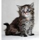 KARANTANIAS Kayla, Maine Coon - Katze