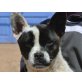 KARDA, franz.Bulldoggen-Mix sucht Einzelplatz - Hündin
