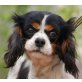 KAREEN, Cavalier King Charles Spaniel Hündin, PS Wien - Hündin