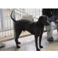KARIM, zurückhaltender, ruhShar-Pei-Ratero-Mischling - Rüde