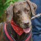 KARINA - Linares, Labrador Retriever - kastriert - Hündin