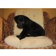 KARLI, Labradormix,Pflegestelle Nähe St.Pölten Welpen - Rüde