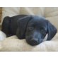 KAROLINE, Labradormix,Pflegestelle Nähe St.Pölten Welpen - Hündin
