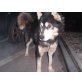 KASPER, Husky-Mix - Rüde
