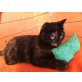 KASSANDRA, selbstbewusste Schildpatt-Lady - Katze