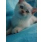 KATER UND KÄTZCHEN, Britisch Kurzhaarkatze - Katze