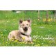 KATOS, Schweizer Schäferhund Mischlingsrüde - Rüde