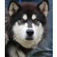 KAYO, Pflegestelle Oberösterreich, beeindruckend schöner HUSKY - Rüde