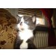 KAtze - Katze