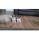 KC Reg Foxterrier Welpen zur Annahme, Yorkshire Terrier - Rüde