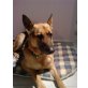  KEKSI Fit wie ein Turnschuh!, PS Wr.Neusta, Deutscher Schäferhund - Rüde