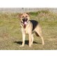 KELLY, Schäferhund-Mischlingshündin - Hündin