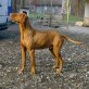 KENNY, Ungarischer Vizla - Rüde