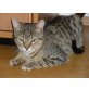 KENO, Tierschutz - Kater