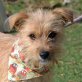 KENTIA, Cairn-Terrier-Mischling, kastriert - Hündin