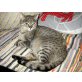 KEONA, Tierschutz - Katze