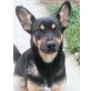 KESSY 4, Pflegestelle Niederösterreich, zuckersüßes Pinschermixmädl - Hündin