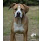 KHEOPS, Boxer-Mix - Rüde