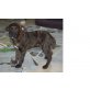 KHEOPS, Französischer Bulldogge/Cocker  mIX Welpen - Rüde